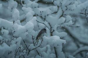 Bird on a snowy tree branch photo