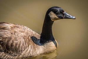 Canadian goose closeup in the water photo