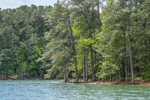 Higher water level at the lake photo