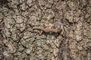 Anole camouflage on tree bark photo