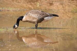 Canadian goose eating in the water photo