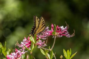 Swallowtail butterfly on azalea flowers photo