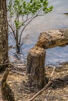 Beaver damage at the lake photo