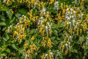 Honeysuckle bush in the forest photo