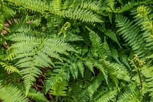 Green ferns in the forest photo