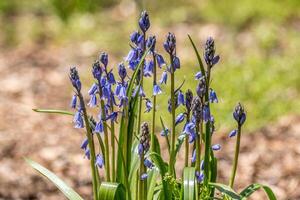 Tall purple bell shaped flowers photo