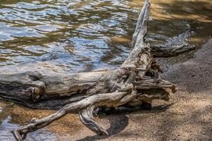 Driftwood en la playa foto