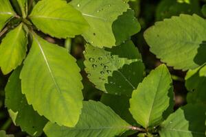 Water droplets on leaves closeup photo