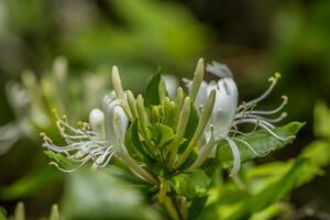 Honeysuckle flowers blooming closeup photo