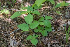Patch of poison ivy photo