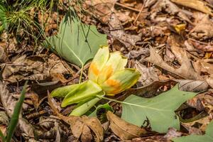 Fallen tulip tree flower photo