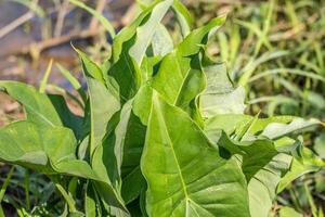 de hoja ancha punta de flecha planta de cerca foto