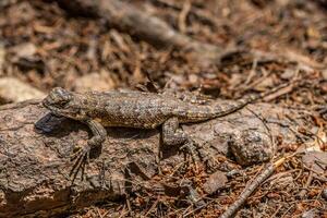 Eastern fence lizard closeup photo