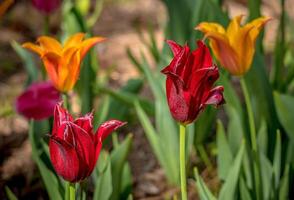 Tulips orange and red photo