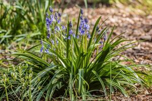 Bluebells in full bloom photo