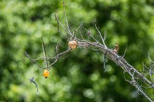 Fishing lures stuck on a branch photo