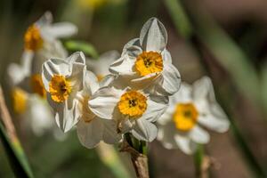 Daffodil cluster closeup photo