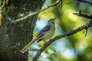 Mockingbird on tree branch photo