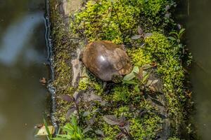 Painted turtle on a log photo