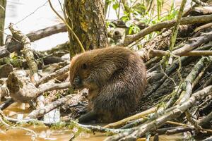 Beaver just waking up photo