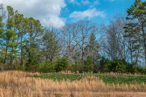 Winter transforming into spring photo