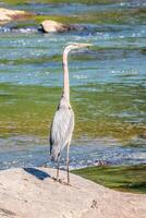 Blue heron with fishing line on its bill photo