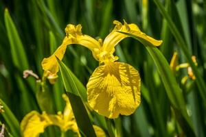 Bright yellow iris in full bloom photo