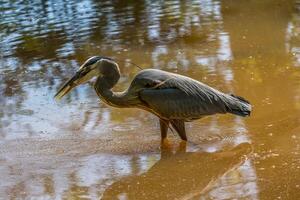 Great blue heron eating a fish closeup photo