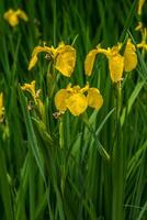 Yellow flag iris photo