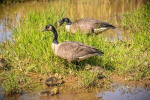 Canadian geese and goslings photo