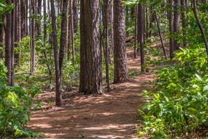 Trails in the forest photo