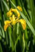 Yellow iris in full bloom vertical photo