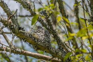 bebé ceniciento mosquero pájaro en un nido foto