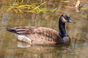 Canadian goose swimming photo