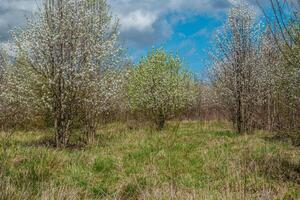 White flowering trees spring photo