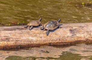 Turtles on a log photo