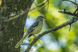 Mockingbird on a branch singing photo