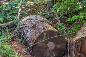 Squirrel on a log in the forest photo