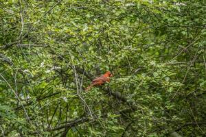 Male cardinal bird in a bush photo