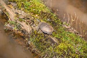 Painted turtle on a log photo