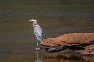 Great blue heron on a rock photo