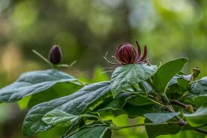 Eastern sweetshrub closeup photo