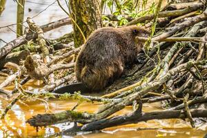 Beaver building a den photo