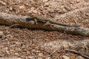 Eastern fence lizard on a log photo