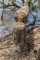 Beaver destruction on a tree closeup photo