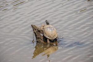 Large turtle resting on a log photo