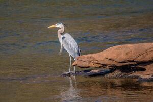 Blue heron at the river photo