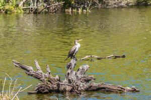 juvenil cormorán en un madera flotante foto