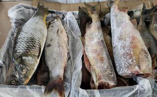 congelado pescado es en el mercado estante para rebaja foto