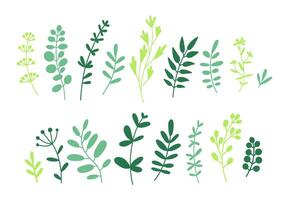 Collection of twigs, leaves and herbs. Floral elements set. Vector flat illustration isolated on white.